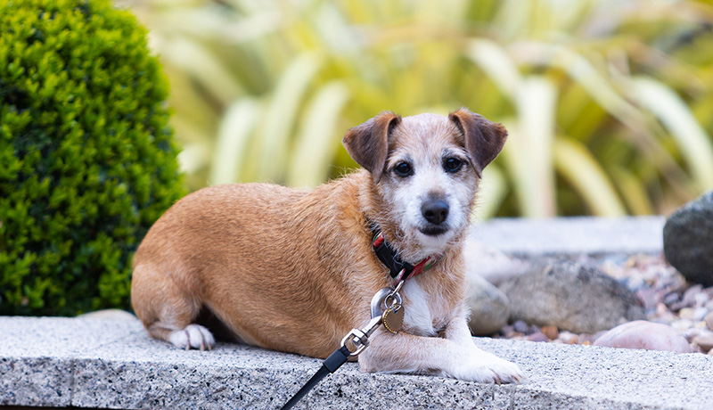 Lakeside Park Dog Frendly 3